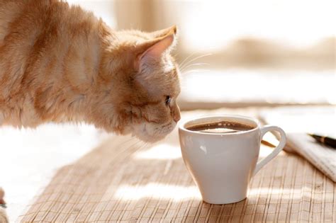 ウェルカムカフェ 八王子：なぜ猫はコーヒーを飲まないのか？